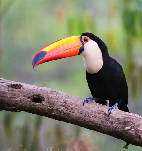 Colombia-Minca-Toekan-1