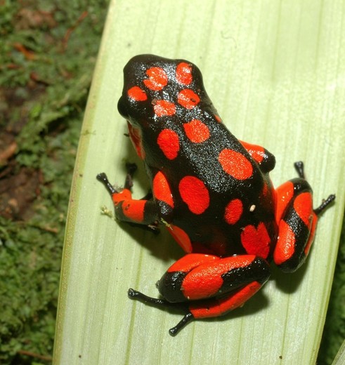 Colombia-Nuqui-Rana-cocoi-kikker