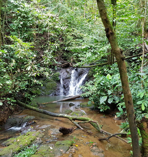 Colombia-Nuqui-jungle