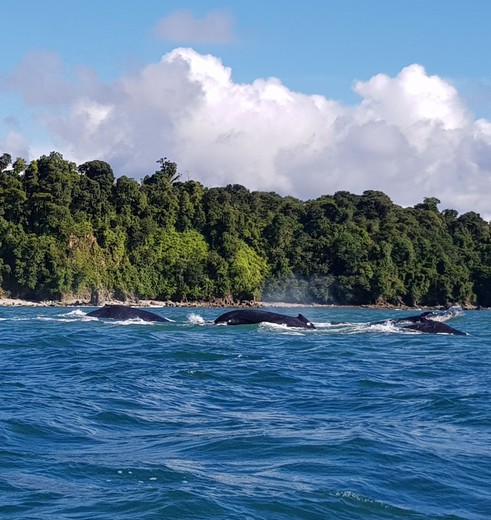 Colombia-Nuqui-walvissen