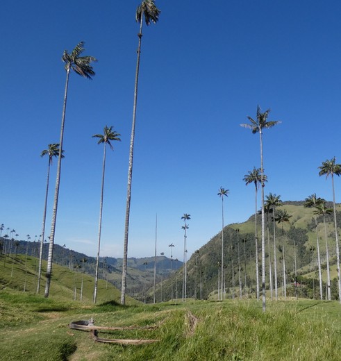 Colombia-Salento-Cocora-Vallei1_1_485013