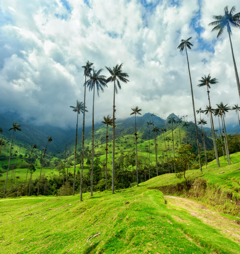 Colombia-Salento-Cocora-Valley_1_480866