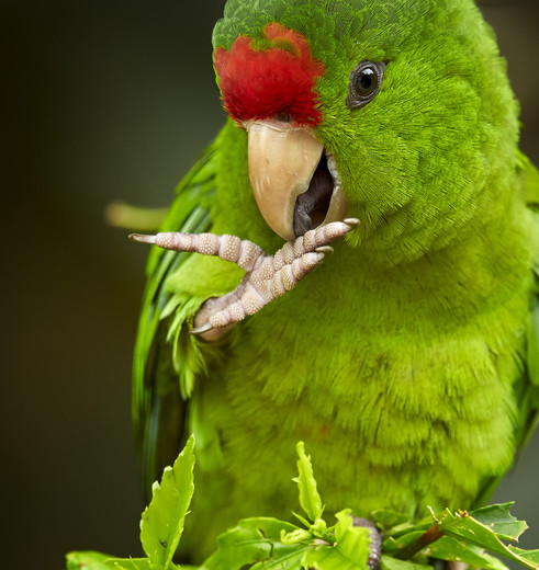 Colombia-Santa-Marta-papagaai_1_484406