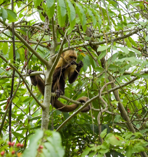 Een aapje verscholen tussen de takken In Tayrona National Park Een aapje verscholen tussen de takken In Tayrona National Park