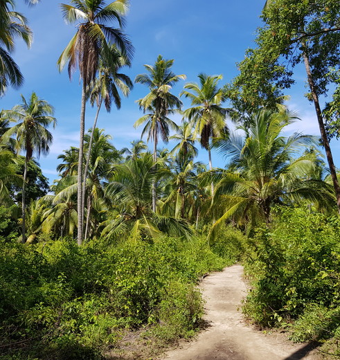 Colombia-TayronaNP-jungle_1_482255 Colombia-TayronaNP-jungle_1_482255