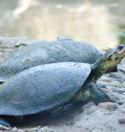 Colombia-TayronaNP-schildpadden