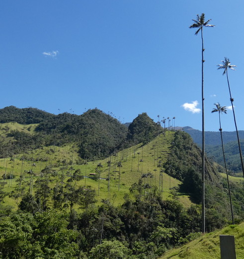 Hoge waxpalmen in de Cocora Vallei