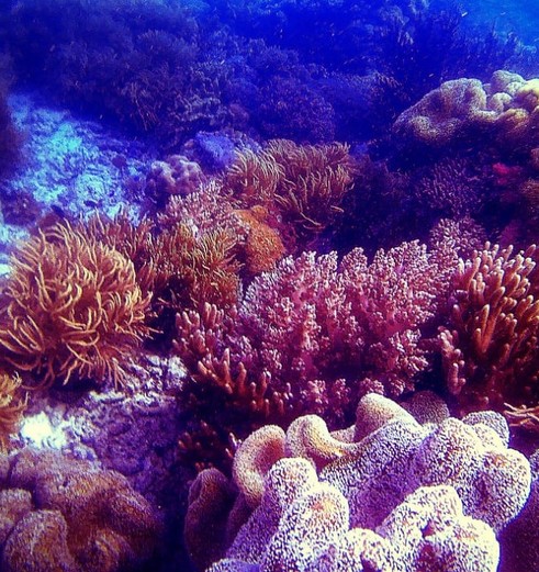 Coral-Reef-Teluk-Sumbang10-a630eae9