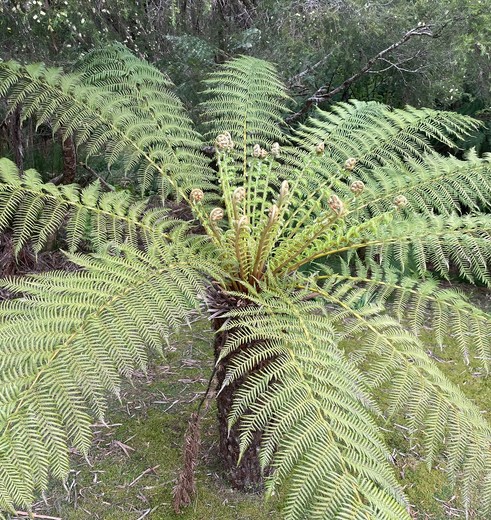 Reuzenvarens bij Corinna, Tasmanië, Australië