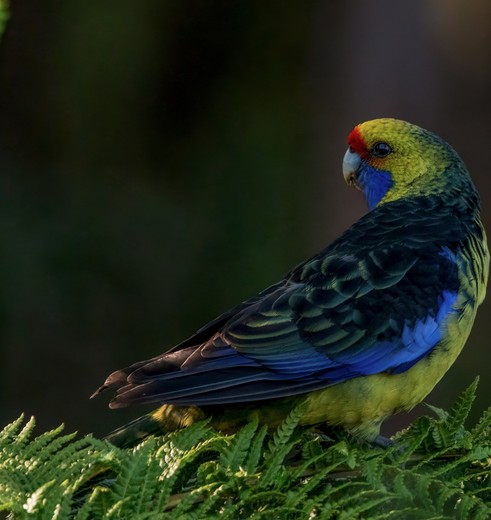 Green Rosella vogel in Corinna, Tasmanië, Australië