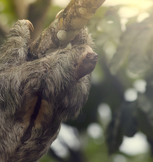 Luiaarden spotten in Midden-Amerika