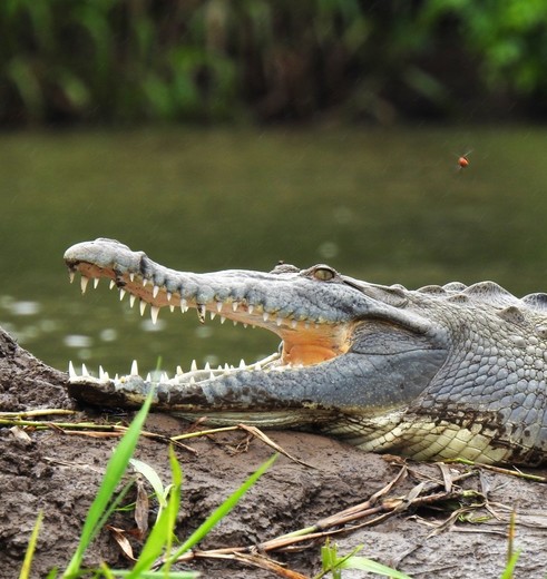 Krokodillen vind je in de rivier in Boca Tapada