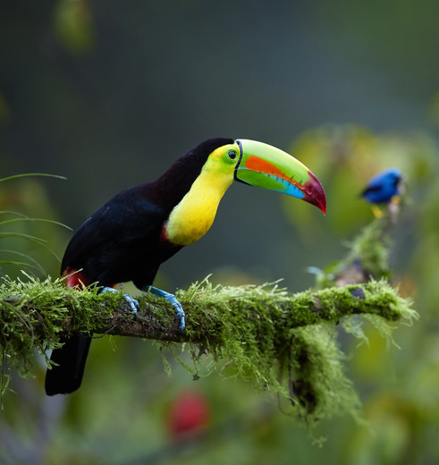 Toekans spotten in Boca Tapada