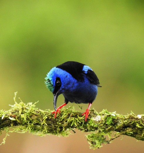 Bijzondere vogels in Boca Tapada, Costa Rica