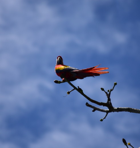 Een ara in Corcovado National Park