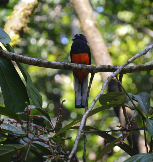 Costa-Rica-Kleurrijke-Vogel(5)