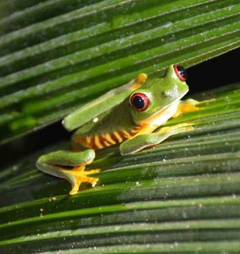 Er zijn veel verschillende kikkersoorten te vinden in Manuel Antonio National Park