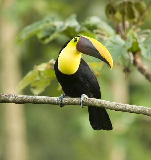 Prachtige toekans in de bossen in Manuel Antonio National Park