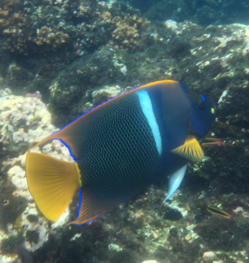 Snorkelen bij Corcovado, Costa Rica