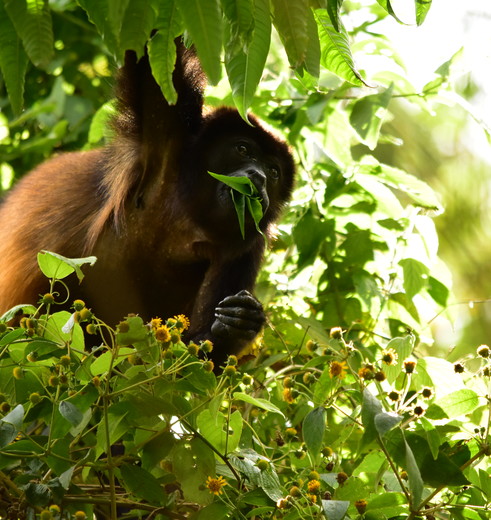 Costa-Rica-Tenorio-Brulaap