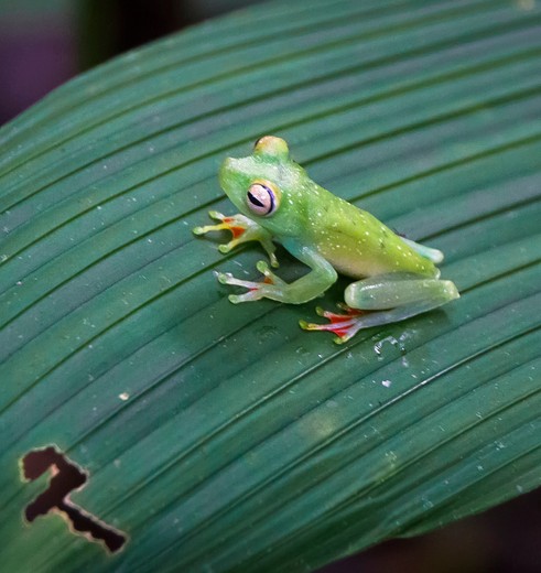 Kikker in Costa Rica