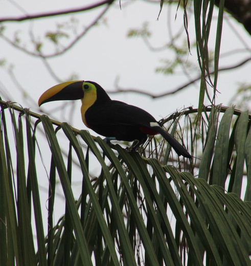 Costa-Rica-Tortuguero-Toekan(5)