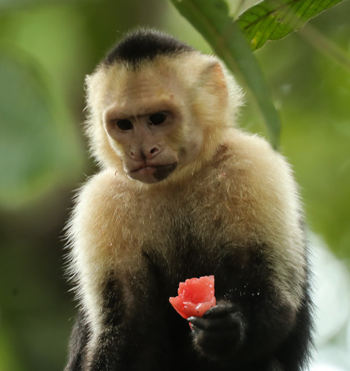 Capucijnaap met fruit in Costa Rica