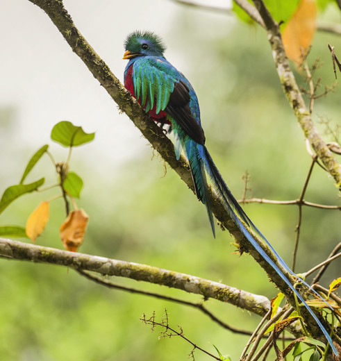 Quetzal spotten in Costa Rica