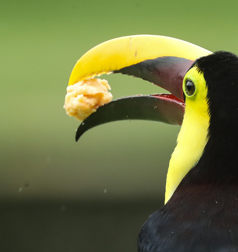 Costa-Rica-toekan