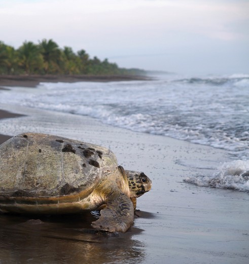 Schildpad op Tortugero in Costa Rica