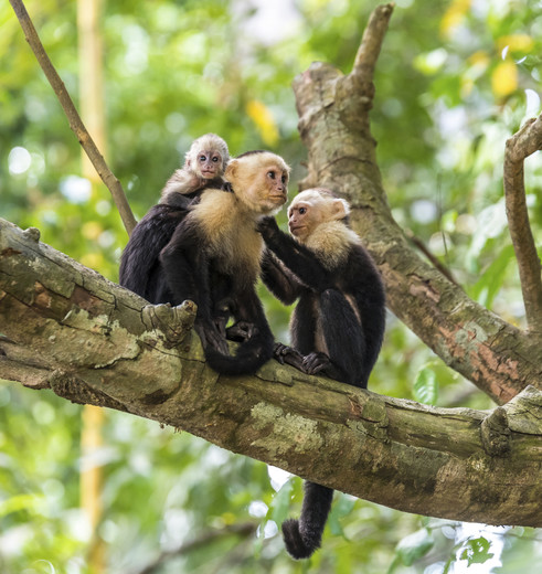 Capucijnapen spotten op de takken in Costa Rica