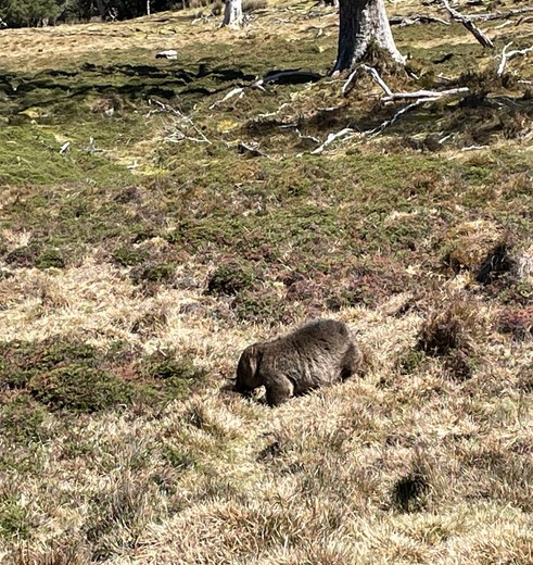 Cradle Mountain Romy Creek en OVerland Track