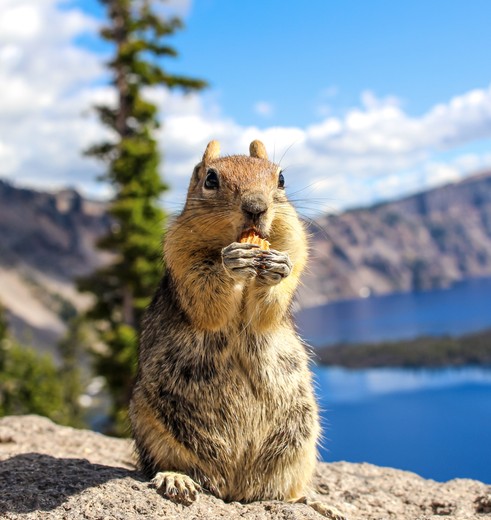 Chipmunk bij Crater Lake National Park, Oregon, Amerika