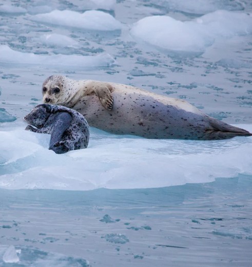 Zeerobben op een ijsschots, Alaska, Amerika