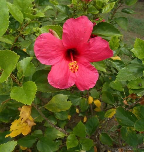 In het voorjaar staan de Japanse tuinen in bloei in Tokashiki - Japan
