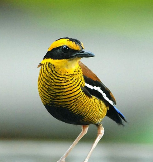 Danumvalley-Bended-Pitta(8)