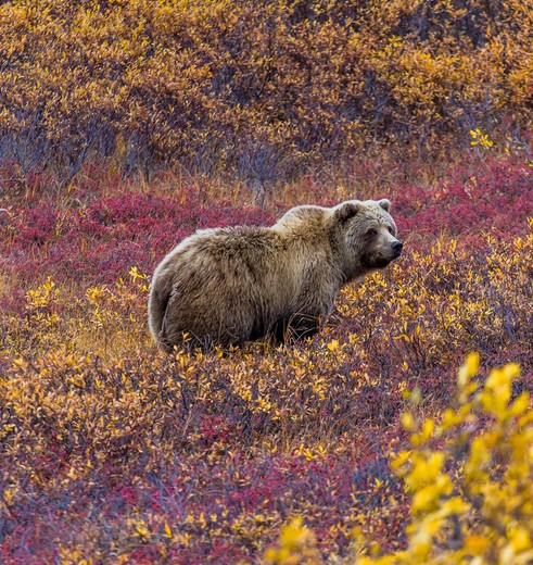 Grizzlybeer in Denali National Park, Alaska, Verenigde Staten Grizzlybeer in Denali National Park, Alaska, Verenigde Staten