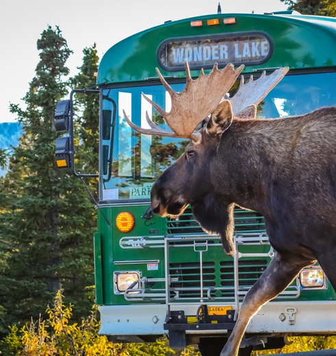 Eland steekt vlak voor bus over in Denali National Park, Alaska, Verenigde Staten Eland steekt vlak voor bus over in Denali National Park, Alaska, Verenigde Staten