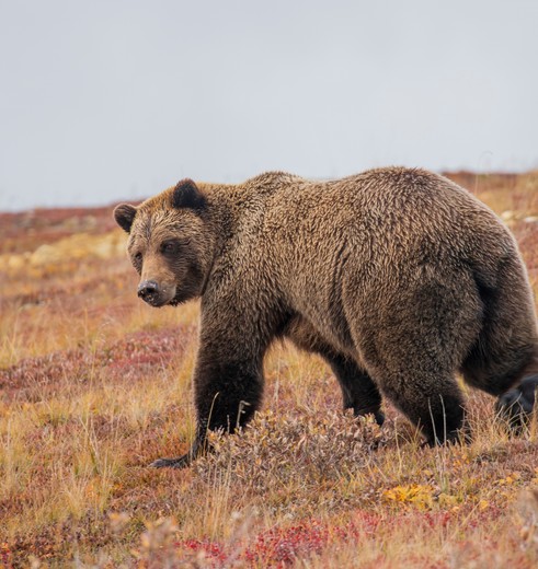 Grizzlybeer in Denali National Park, Alaska, Amerika Grizzlybeer in Denali National Park, Alaska, Amerika