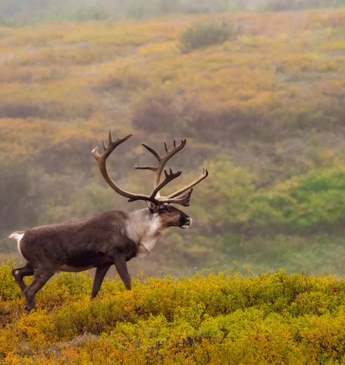Kariboe in Denali National Park, Alaska, Verenigde Staten Kariboe in Denali National Park, Alaska, Verenigde Staten