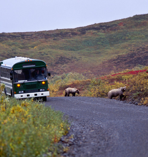 Grizzlyberen aan de kant van de weg, Denali National Park, Alaska, Verenigde Staten Grizzlyberen aan de kant van de weg, Denali National Park, Alaska, Verenigde Staten