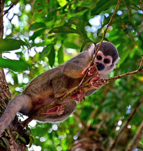 Doodshoofdaapje in de Amazone van Ecuador