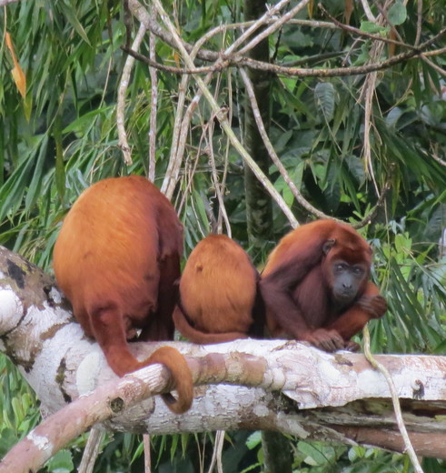 Een familie rode brulapen gespot in de bomen langs de Napo-rivier in de Amazone, 