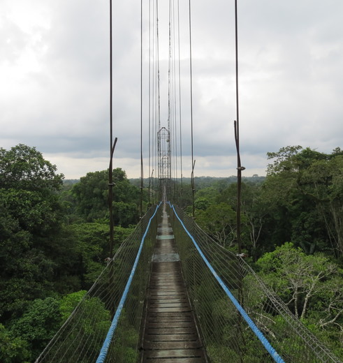 de canopy-brug in de Amazone