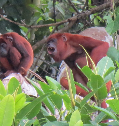 Rode brulapen in de Amazone