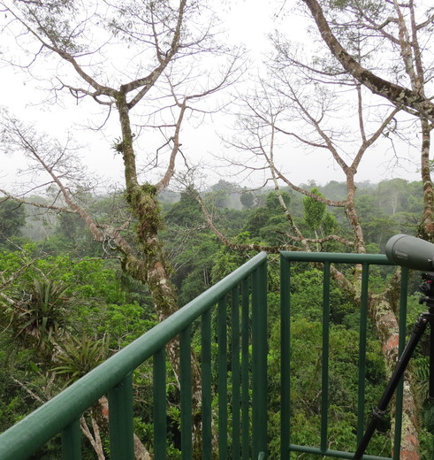 Ecuador-Amazone-Coca-vogels-spotten