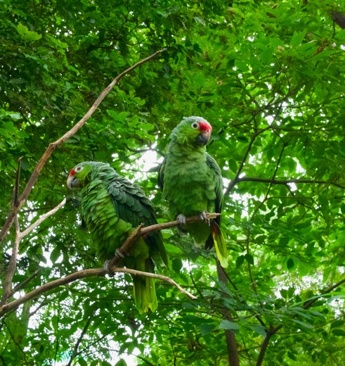 Ecuador-Amazone-papepaai