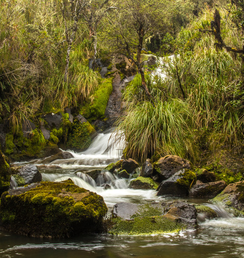 Unieke flora, watervallen in El Ángel