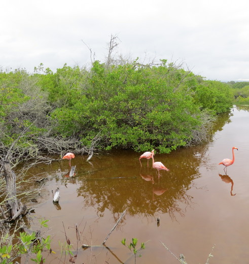 Flamingo’s in de mangrove op Isabela