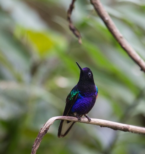 Spot verschillende kolibries in het Mashpi reservaat